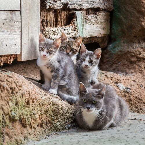 Homeless kittens with mom i...