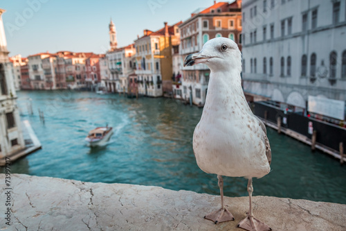 Seagull on the Rialto Bridg...