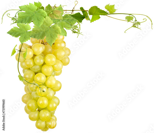 Grappe De Raisins Blancs Et Feuilles De Vigne Stock Photo Adobe Stock