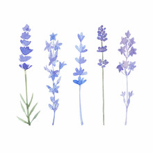 Watercolor Lavender Set. Lavender Flowers Isolated On White Back