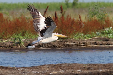 Wall Mural - great white pelican taking off