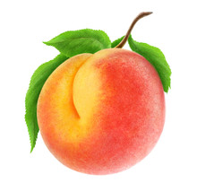 Isolated Peach. Fresh Peach Fruit On A Branch Isolated On White, With Clipping Path