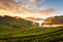 Misty Morning Sunrise In Strawberry Garden At Doi Angk-hang Moun