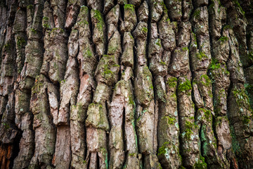 Brown oak bark