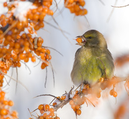 Wall Mural - Greenfinch on the branch of Sea-buckthorn 