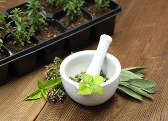 Oregano, basil & sage  in mortar