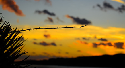 Wall Mural - thorn silhouette at sunset