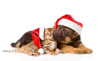Poster - german shepherd puppy and bengal kitten sitting in profile. isol