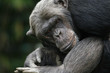 © photoPepp - Chimpansee in rare houding.
