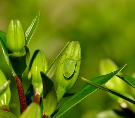 Beetle Nezara viridula on green buds of lilium