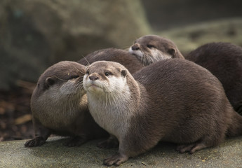 Otters