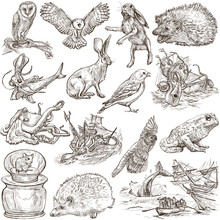 Animals Around The World (set No.9) - Hand Drawn Illustrations