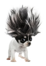 Chihuahua Puppy Small Dog With Crazy Troll Hair