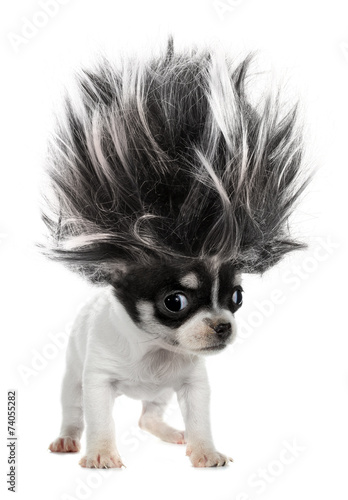 Cuadros en Lienzo Chihuahua puppy small dog with crazy troll hair