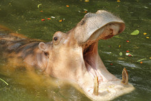 Adult Hippopotamus (Hippopotamus Amphibius) With Mouth Open
