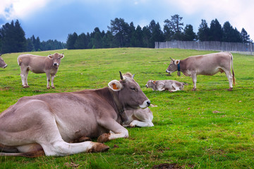 cows on  summer meadow