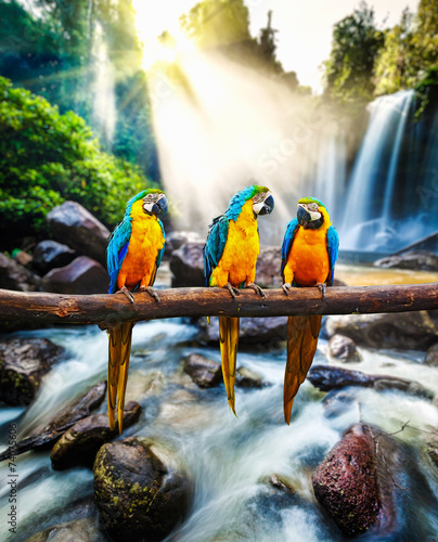 Plakaty papugi  niebiesko-zolta-ara-ara-ararauna