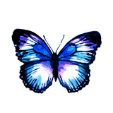 Fototapeta Motyle - butterfly280