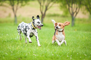 Wall Mural - Dalmatian dog playing with beagle