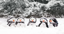 Little Snowmen In A Group
