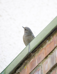 black redstart,Phoenicurus ochruros.