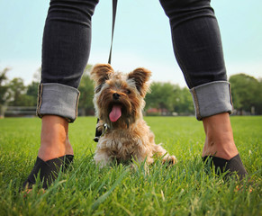 Wall Mural - a cute yorkshire terrier sitting between his owner's legs 