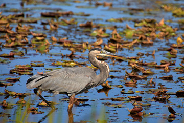 Tall blue heron bird hunting in the lake