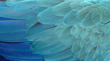 Fototapeta  - Macaw Feathers