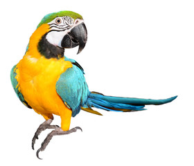 Blue and Gold Macaw