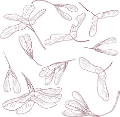 Wall Mural - linear drawing seeds of maple