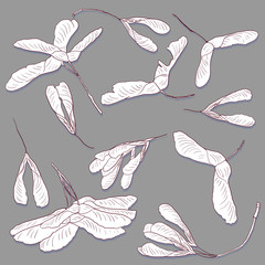 linear drawing seeds of maple