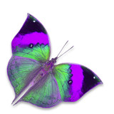 Fototapeta Motyle - colorful butterfly