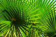 Grüne Palmblätter im Sonnenschein