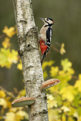 Poster - Great-spotted woodpecker, Dendrocopos major