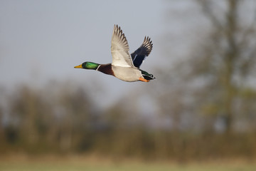 Wall Mural - mallard, anas platyrhynchos