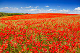 Fototapeta Maki - Huge red poppy flowers field