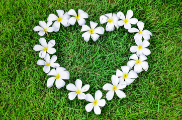 Plumeria flower on the green grass field