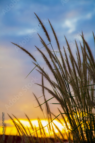 Tapeta ścienna na wymiar Grass flower