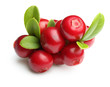 Forest wild berry cowberry