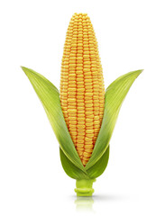 Corn isolated on a white