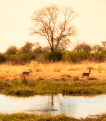  african delta with impalas