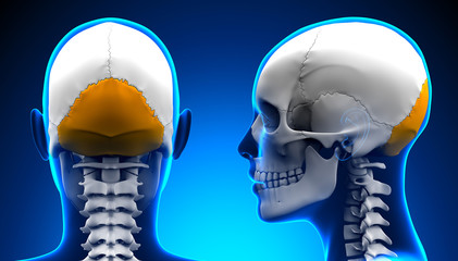 Female Occipital Bone Skull Anatomy - blue concept