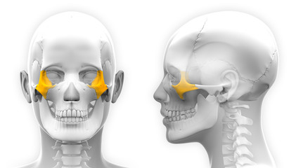 Female Zygomatic Bone Skull Anatomy - blue concept