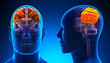 Male Parietal Lobe Brain Anatomy - blue concept