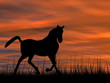© high_resolution - Horse silhouette in grass at sunset