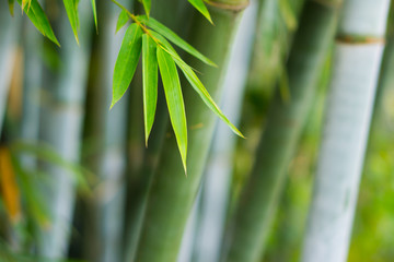  bamboo leaves