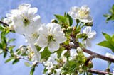 cherry blossoms