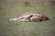 Löwe nach der Jagd - Masai Mara