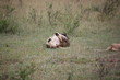 Löwe wälzt sich - Masai Mara