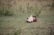 Löwe wälzt sich - Masai Mara